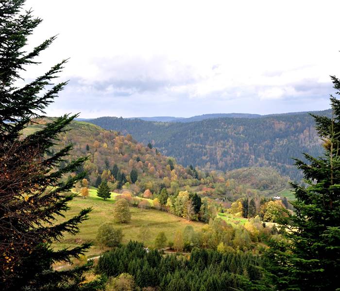 Automne, Forêt, Vosges