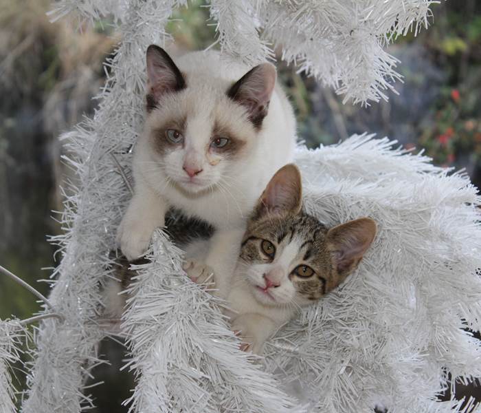 Nos chatons aussi fêtent Noël