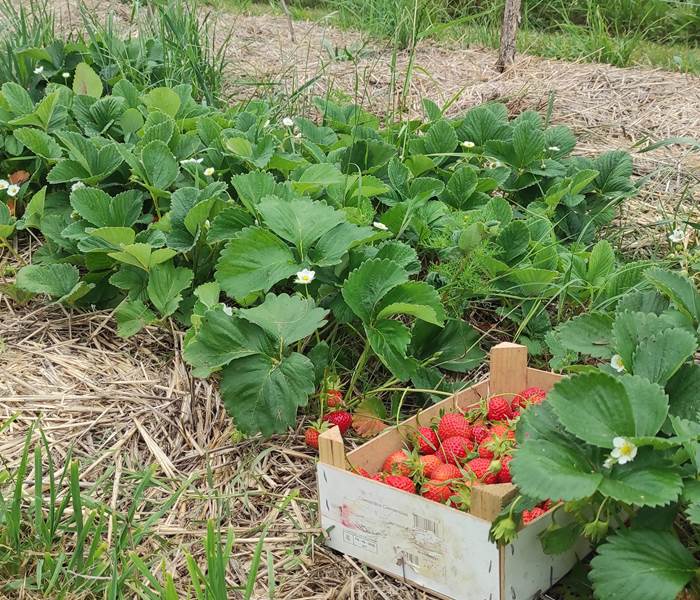 Les fraises de notre jardin pour le petit déjeuner