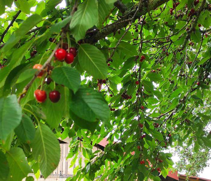 Les cerisiers de notre jardin