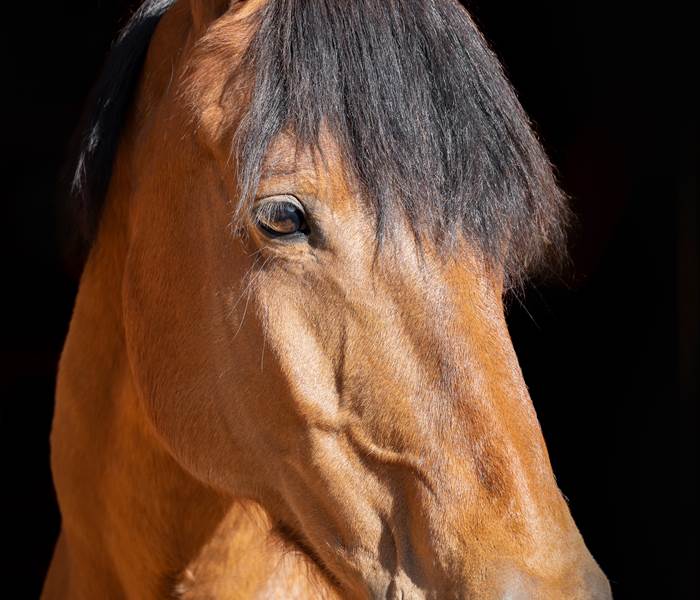 chambresdhote-cheval-animaldecompagnie-correze