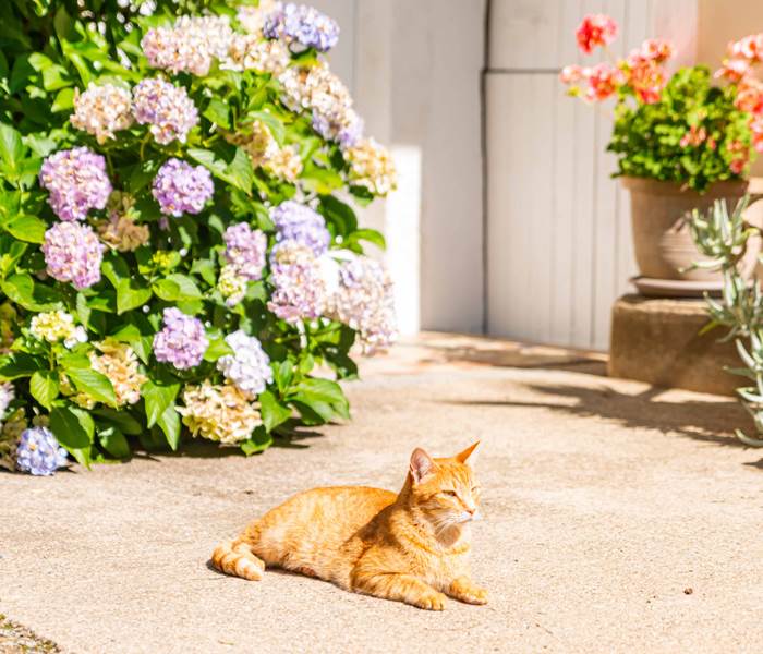 wynnie, Chat des Bois