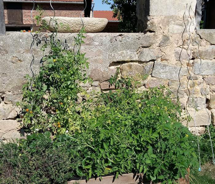 carré potager : les tomates cerises en fleurs