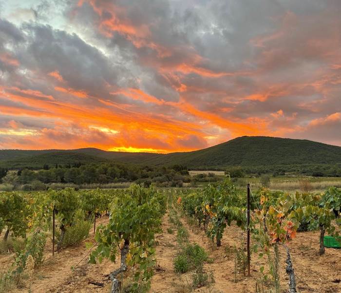 lever de soleil à la vigne