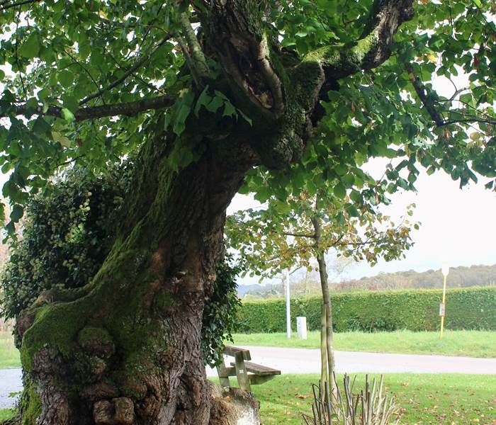 L'arbre de Ferage