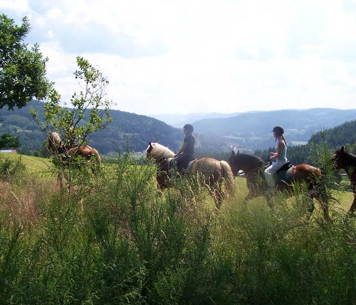 Randonnée équestre, Vosges