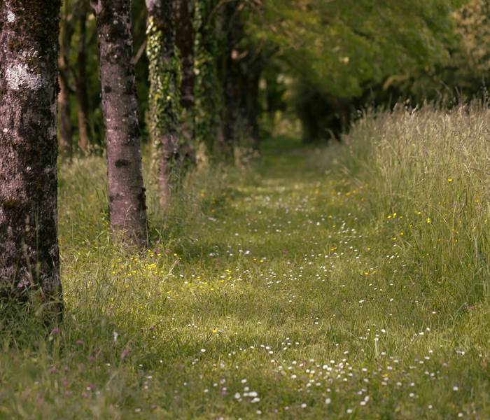 Chemin ombragé dans la prairie