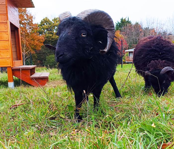 Moutons