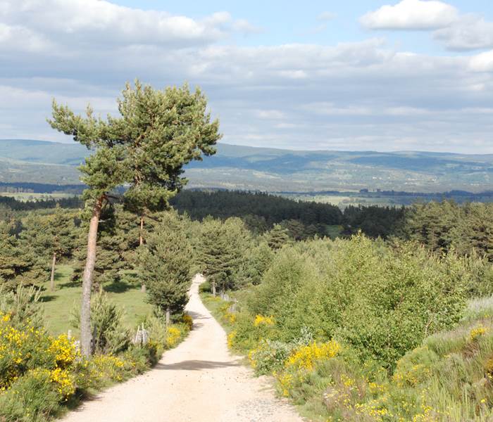 Les Chalets de la Margeride: A perte de vue