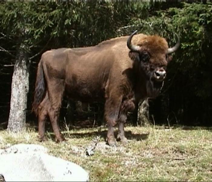 BISON 29 JE POSE EN ENTIER