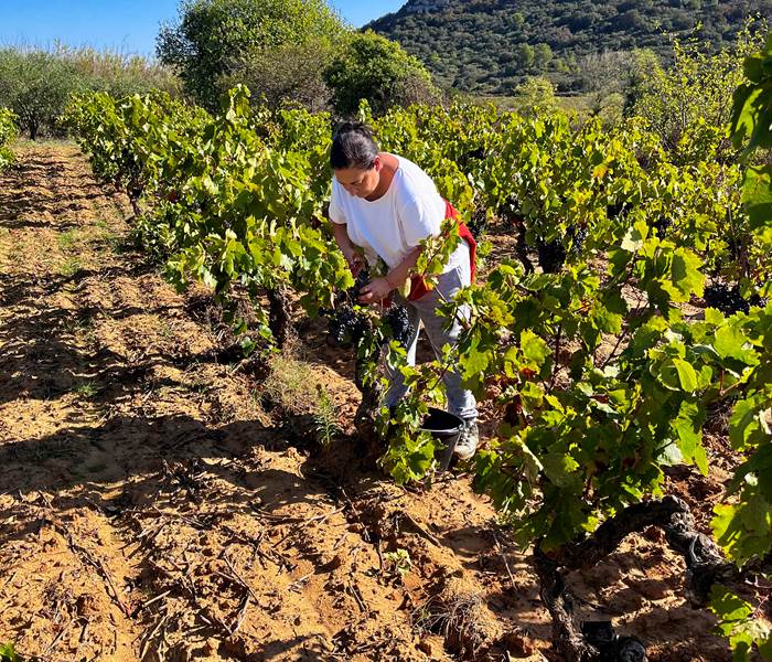 vendanges manuelles de l'un de nos carignans