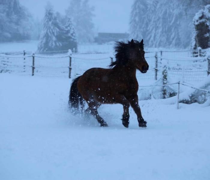 chambresdhote-equitation-animaldecompagnie-correze-hiver