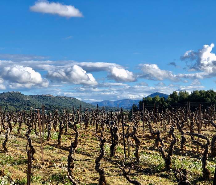 randonnée dans le vignoble en hiver de Montséret depuis les Gites Corbieres