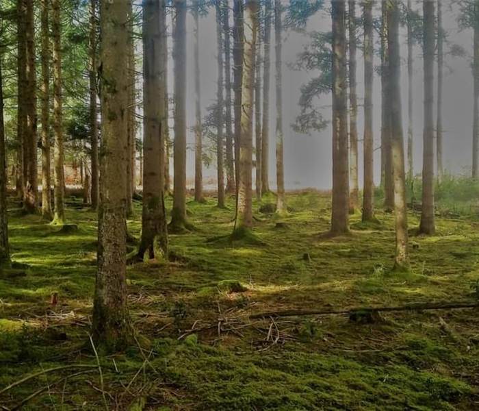 moussedesbois-forêt-printemps-nature-environnement-chambredhôte-hautecorrèze