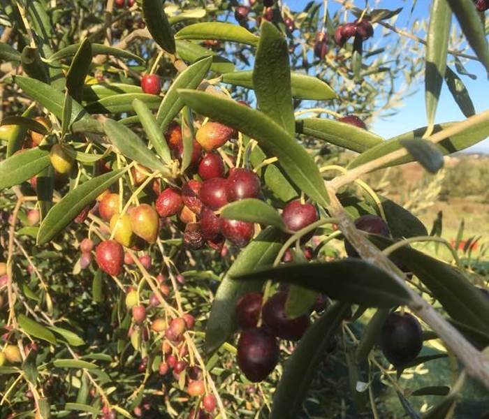 cueillette d'olives