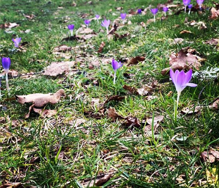 crocus-fleursprintannières-chambredhôtes-hautecorrèze