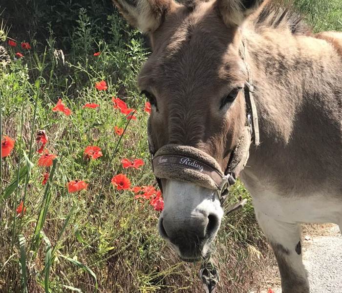 L'Ane de Provence - Parc animalier de Serre-Ponçon