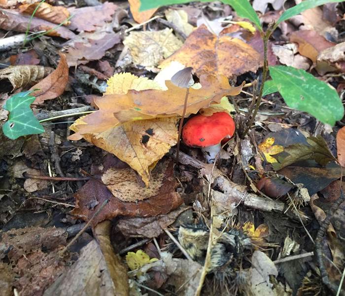 automne-champignons