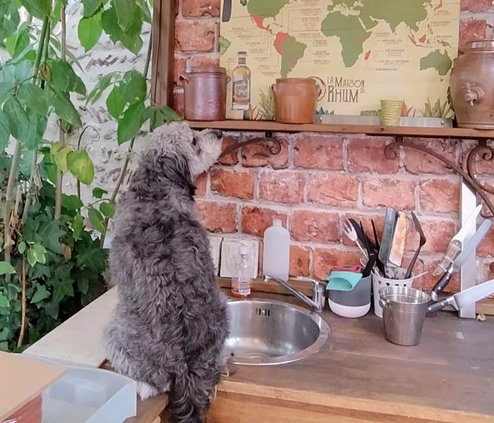 Hôtel acceptant les chiens