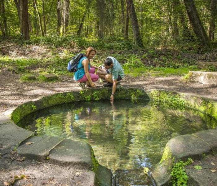 Forêt de Tronçais 2