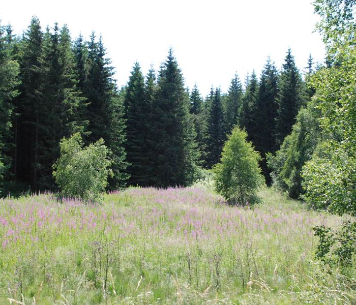 Paysage de Margeride