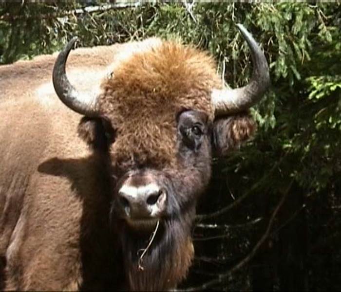 Un beau spécimen de Bison d'Europe.