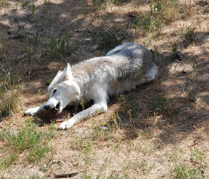 Les Chalets de la Margeride: Le repas du loup