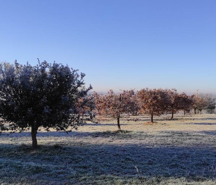 La truffière un matin de Janvier