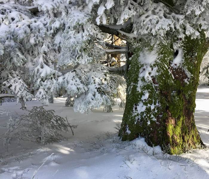 Montagne enneigée, Vosges