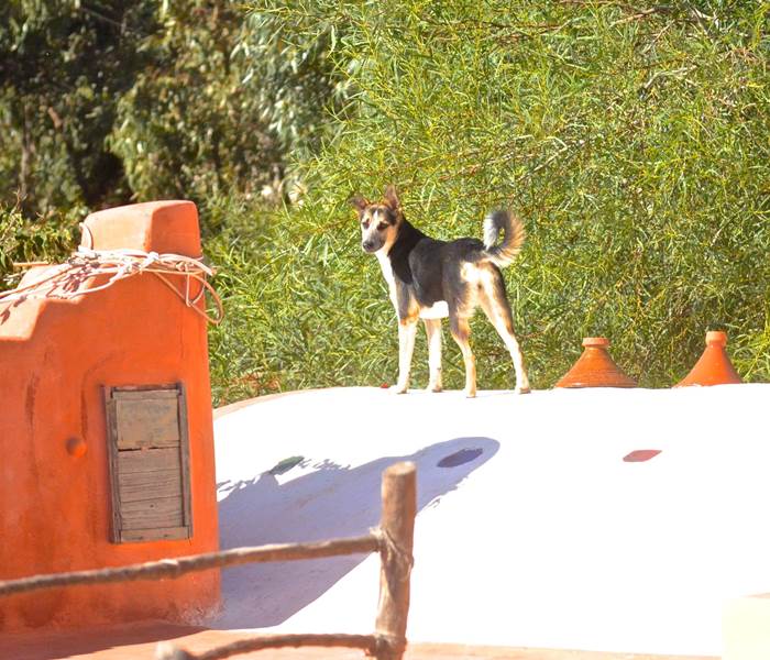 Baya monte la garde