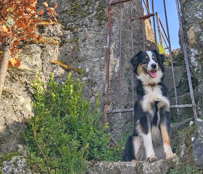 Promenade Cévennes avec-son chien