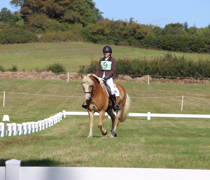 Toy sur un carré de dressage