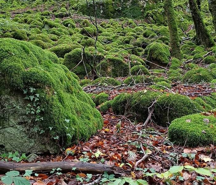 chambredhotes-randonnée-en-forêt-hautecorrèze-tourisme-découverte