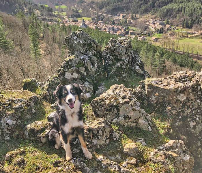Vacances en Cévennes à Alzon  avec son chien