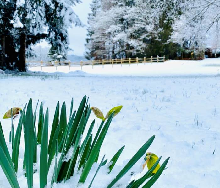chambresdhote-printempssouslaneige-hiverquidure-correze-puydedome-cantal