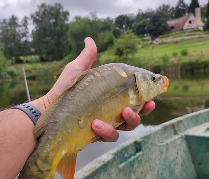 jolie carpe les bois de saint Auvent