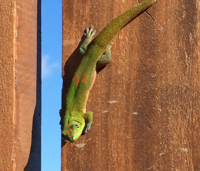 L'Orée du Maïdo - petit gecko vert "je lézarde !"