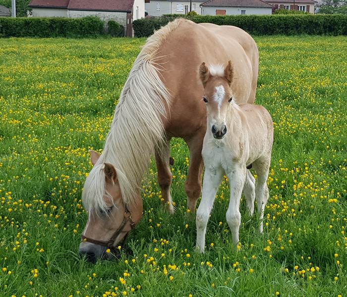 Amande et Lucky