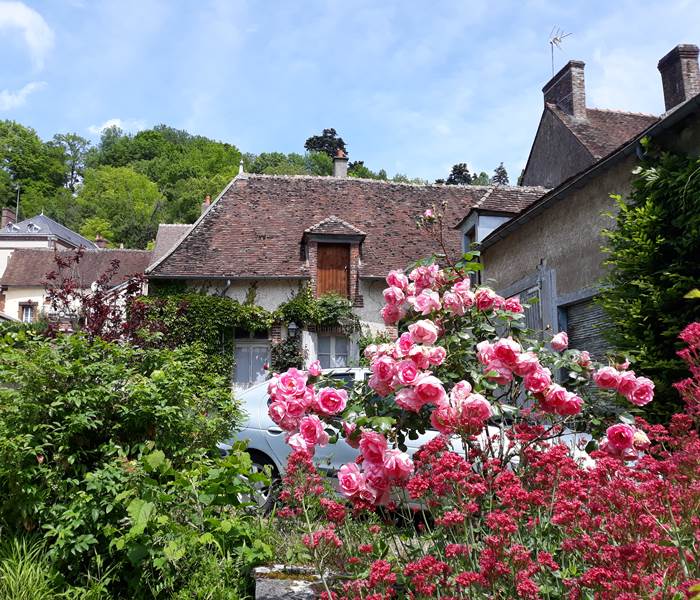 Roses fleuries au clossaintnicolas.fr