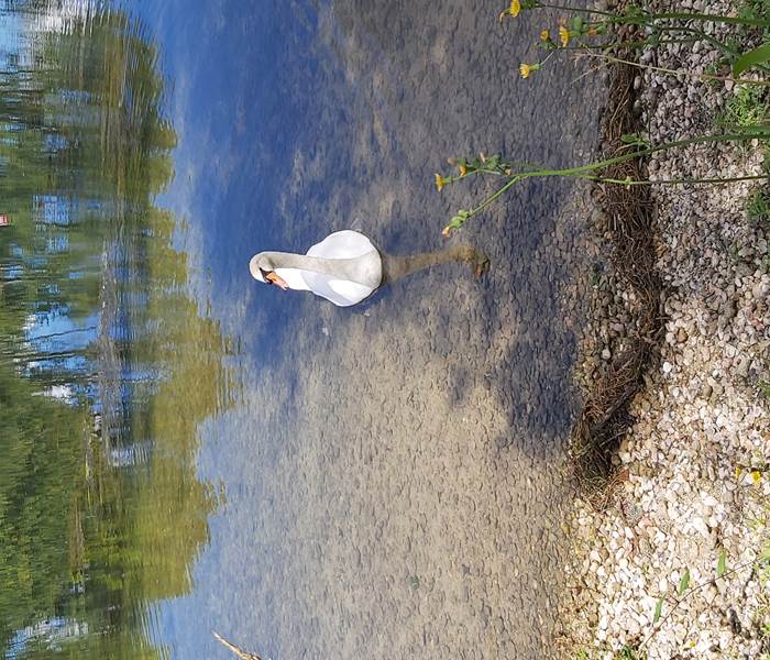 les cygnes sur la charente
