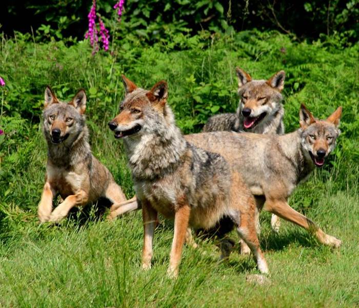 Loups de Chabrières1