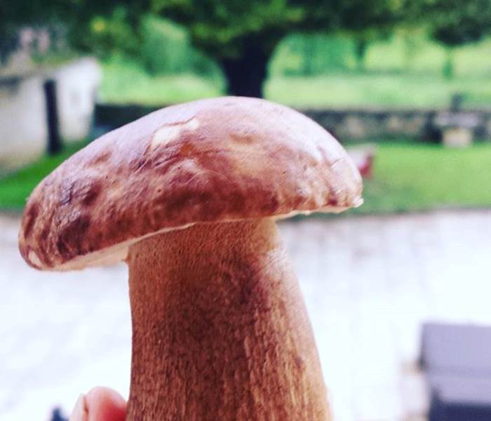 Cuisine des Cèpes