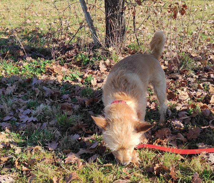 Loulou, chercheur de truffes....