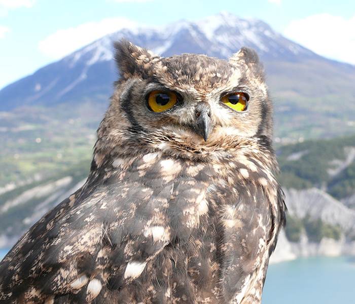 Le Hibou Grand Duc - Parc animalier de Serre-Ponçon