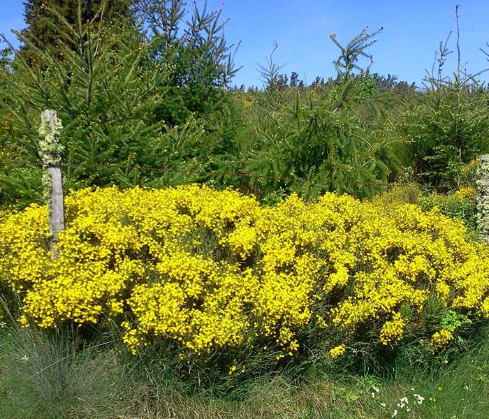 Les Chalets de la Margeride: Le Printemps des genêts