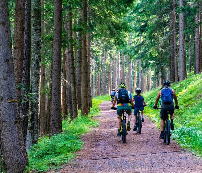 VTT, Route forestière