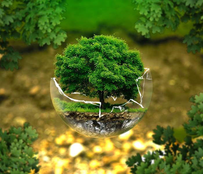 210 arbres plantés par le Glamping Terre & Mer en 2022 !