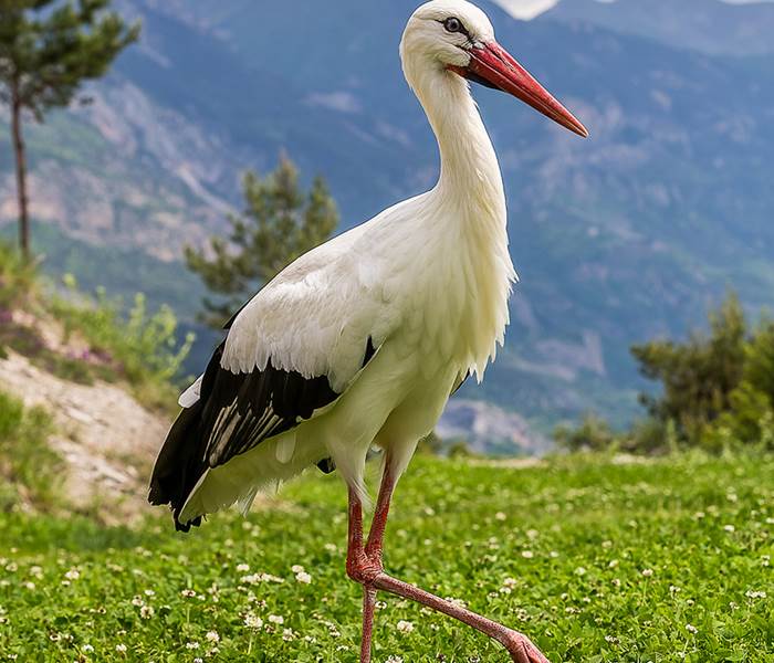 La Cigogne blanche - Parc animalier de Serre-Ponçon