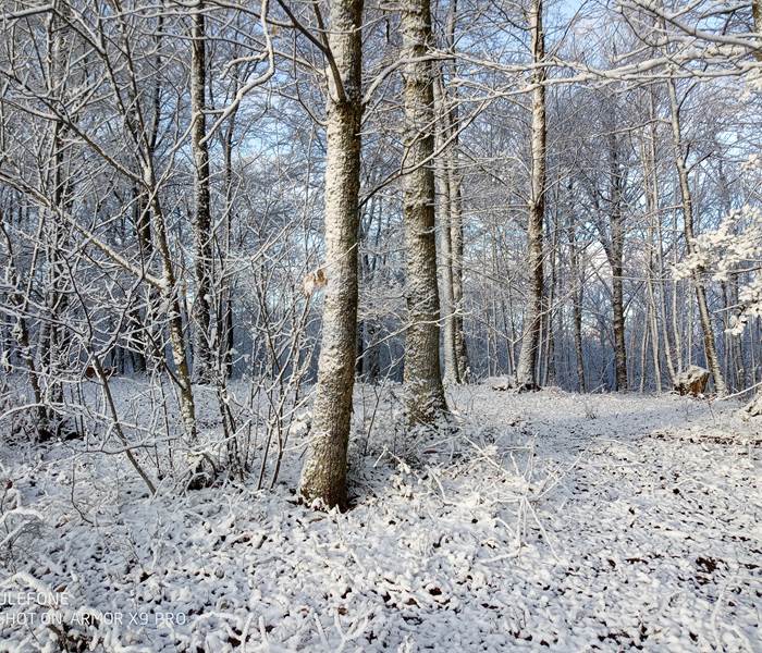 les bois de saint Auvent les bois