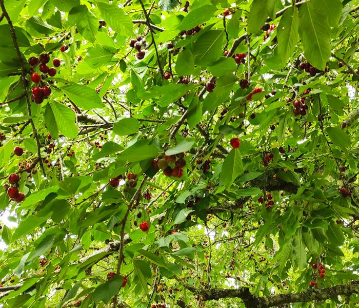 BRITAVIT les cerisiers du jardin